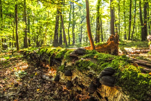 leśna polana oświetlona słońcem