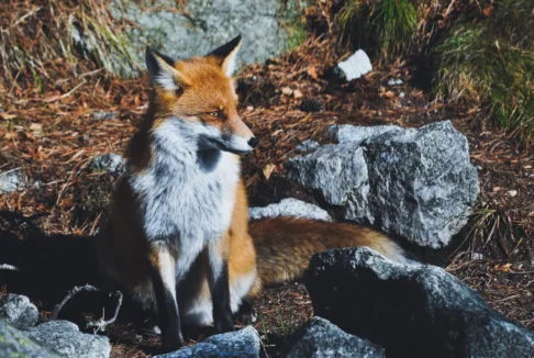 siedzący lis na tle skałek
