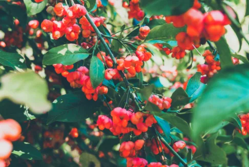 owoce trzmieliny na krzaku