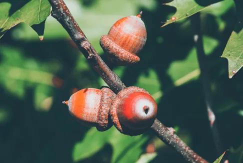 żołędziena gałęzi